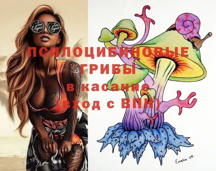 Псилоцибиновые грибы Psilocybe  Горячий Ключ 